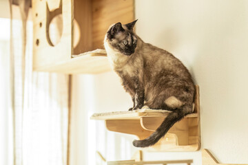 Indoor cat sitting on a wooden wall playground designed for climbing and enrichment in a modern apartment interior
