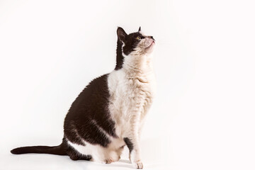 Studio portrait of a black and white domestic cat sitting upright and looking upward against a clean white background