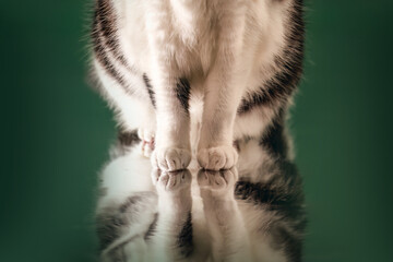 Close up view of cat paws standing on a reflective surface with soft fur details and mirror reflection on green background