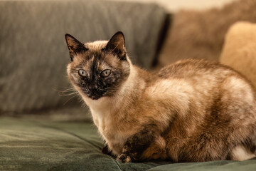 Indoor portrait of a domestic cat lying on a green sofa in a cozy living room with soft light and warm tones