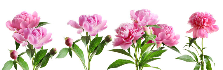 a horizontal composition of vibrant pink peonies, featuring several open blooms and buds, with lush green leaves and stems set against a dark background, evoking a sense of natural beauty.