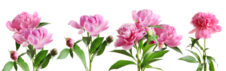 a horizontal composition of vibrant pink peonies, featuring several open blooms and buds, with lush green leaves and stems set against a dark background, evoking a sense of natural beauty.