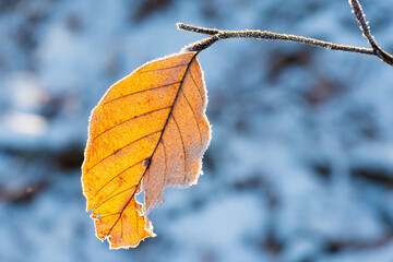 Frozen Leaves 2