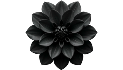A grayscale image of a perfectly symmetrical, open flower against a stark black backdrop