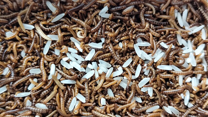 Pile of Mealworms fed rice in a plastic container, with natural blur.