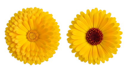 Vibrant yellow flowers with dark red center on transparent background