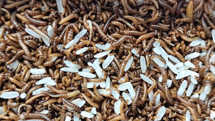 Pile of Mealworms fed rice in a plastic container, with natural blur.