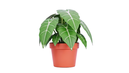 Alocasia Frydek Plant in a Terracotta Pot