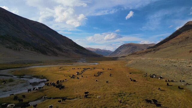 Drone flies over moving yak herd in autumn valley, Altai Mountains
