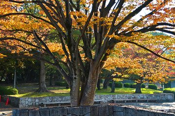 葉っぱが綺麗に黄葉したケヤキの大木がある公園の風景