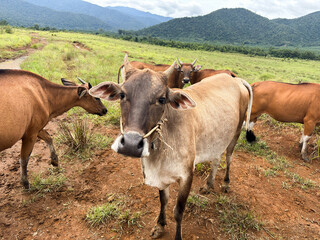 Cows grazing in a serene natural landscape with mountains