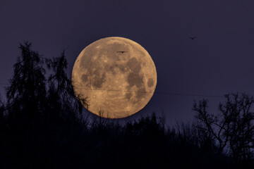 vollmond waldrand v&ouml;gel mystisch abend nacht d&auml;mmerung kugel