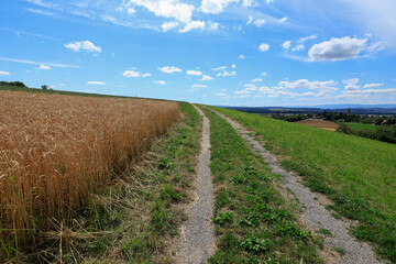 feldweg fernsicht horizont kornfeld