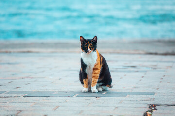 Cute tortoiseshell stray cat on the shore of the Bosphorus near the Karak&ouml;y pier.