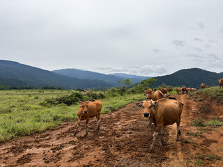 Cows walking on a dirt road in a serene natural landscape