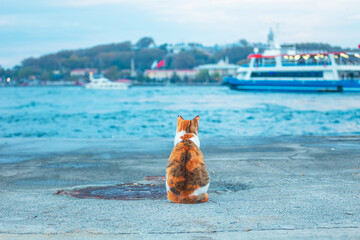 Cute stray calico cat on the shore of the Bosphorus near the Karakoy pier.