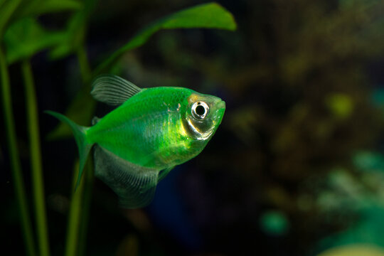 Aquarium  fish-ternetzi swim. The Latin name Gymnocorymbus ternetzi. Close-up, blue background. One fish is green.