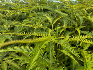 Vibrant green leaves of a tropical plant in a lush environment