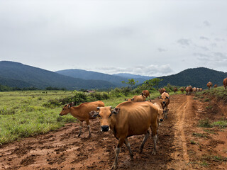 Herd of brown cows walking on rural dirt road in mountains