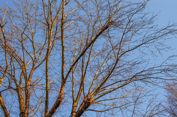 Fototapeta premium Bare tree branches reach towards a clear blue sky on a crisp winter day