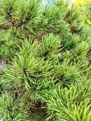 Dense Green Pine Tree Branches Texture Close Up