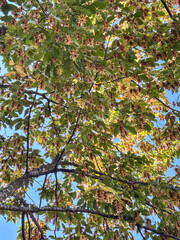 Looking Up at Hornbeam Tree Branches with Seeds in Autumn