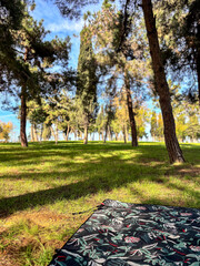 Green Park Lawn with Tall Trees and Picnic Rug Foreground