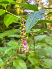 Green and Pink Pokeweed Berries Hanging on Plant in Forest