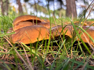 Close Up of Brown Boletes Mushrooms in Grassy Forest Floor