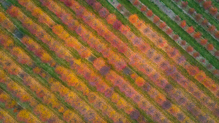 Top view of an orchard in autumn