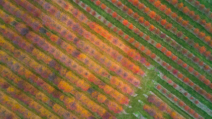 Top view of an orchard in autumn