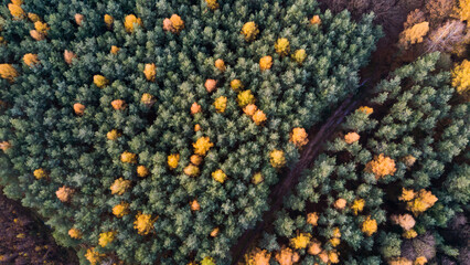 Top view of the forest in autumn © InfinityWave