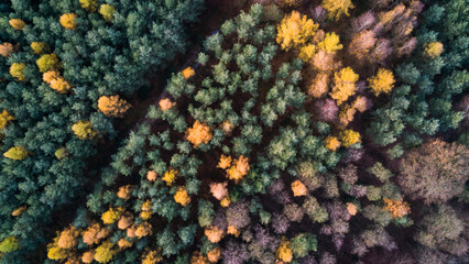 Top view of the forest in autumn © InfinityWave