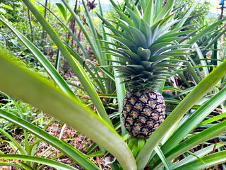 Pineapple growing on a lush green plant in a tropical garden