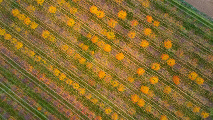 Top view of an orchard in autumn