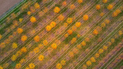 Top view of an orchard in autumn