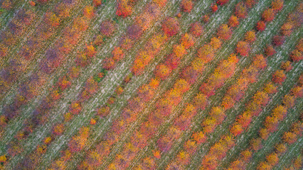 Top view of an orchard in autumn