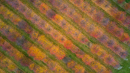 Top view of an orchard in autumn