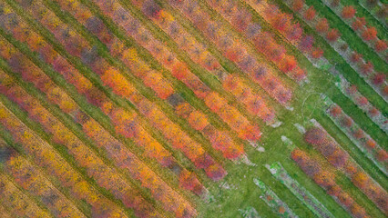Top view of an orchard in autumn