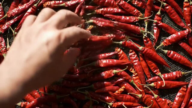 Close-up of hands sorting red chili peppers, drying process, food preparation.