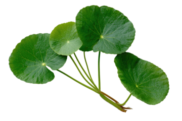Group of shiny, round, green leaves on stems against a dark background