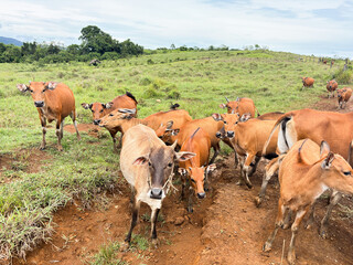 Herd of brown cows grazing in a lush green field on a sunny day