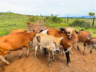 Herd of brown cows walking on dirt path in green pasture