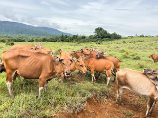 Herd of brown cows grazing in lush green field with mountains