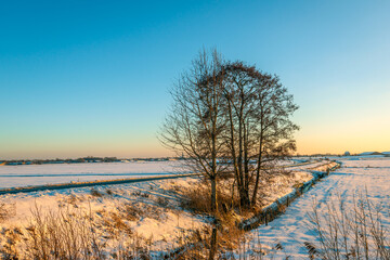 A tree with bare branches stands out against the clear sky. The photo was taken in a Dutch polder landscape at the end of a winter day.