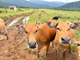 Brown cows standing on dirt path in green field with mountains