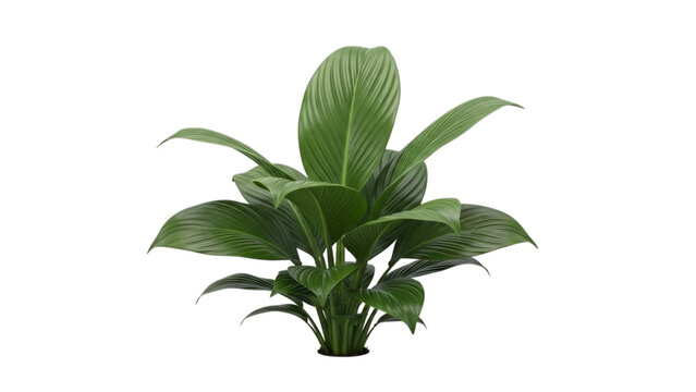 Aspidistra Cast Iron Plant Isolated 