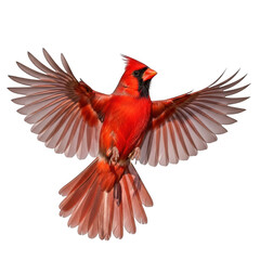 Fototapeta premium Vibrant cardinal bird in flight, isolated on transparent background