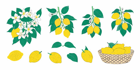 Botanical illustration of lemon branches blossoms and fruit in various arrangements