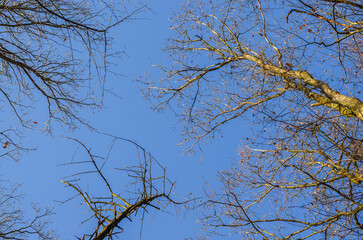 Looking up through bare tree branches against a clear blue sky in autumn